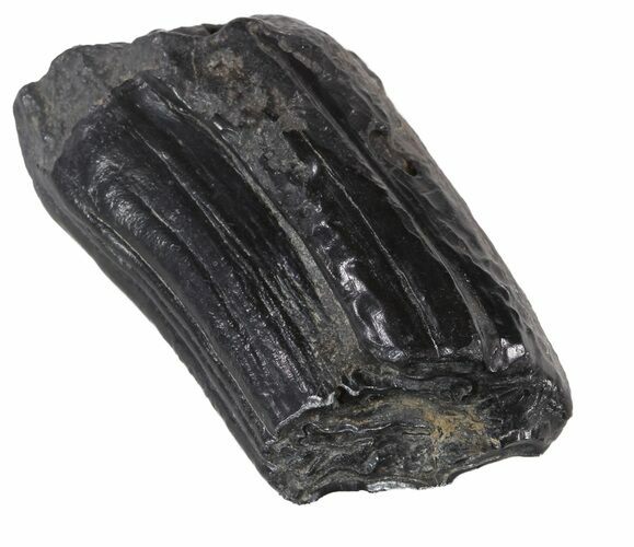 Pleistocene Aged Fossil Horse Tooth - Florida #53158